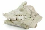 Partial Oreodont (Merycoidodon) Upper Skull - South Dakota #355482-5